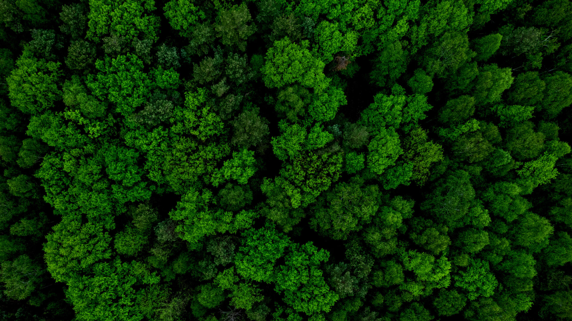 Aerial drone view of forest