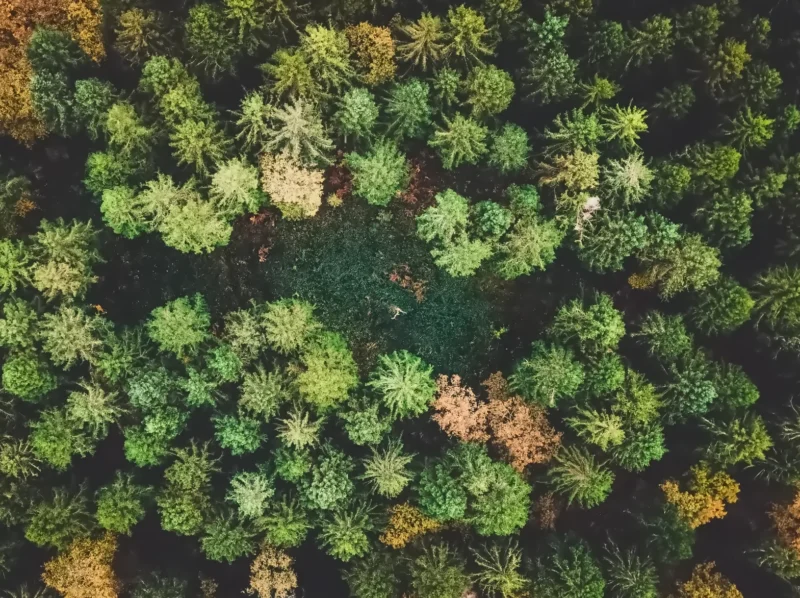A forest viewed from an aerial viewpoint